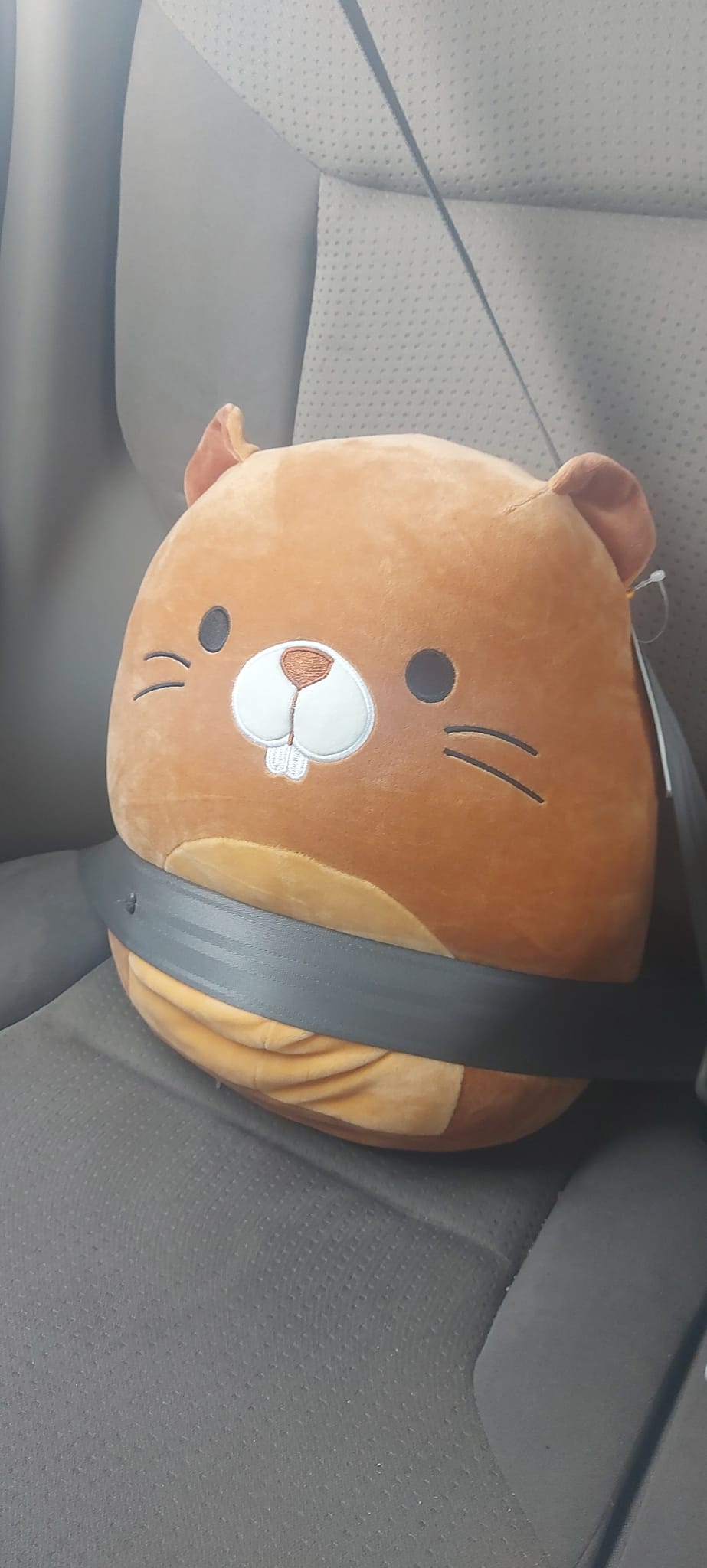 A beaver Squishmallow is strapped into the seat of a car with a seatbelt